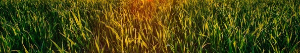 Grass Field
