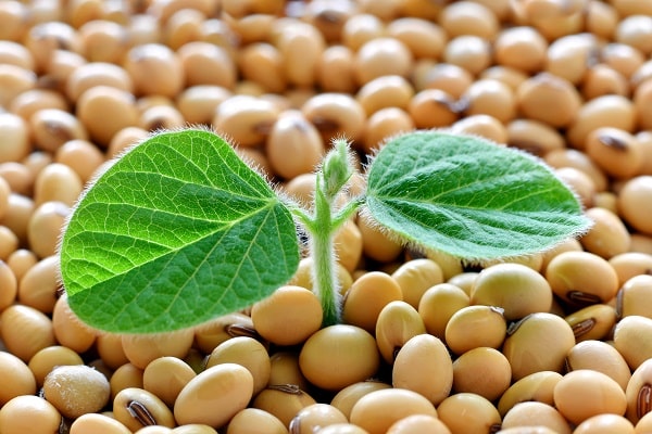 Soy