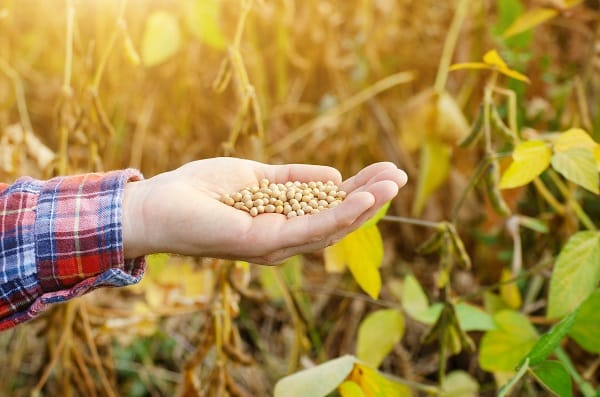 Soy