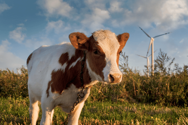 Vegan-Friendly Cities