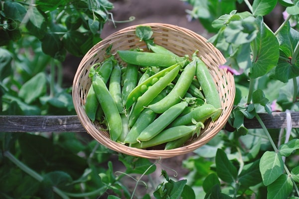 Vegetables 