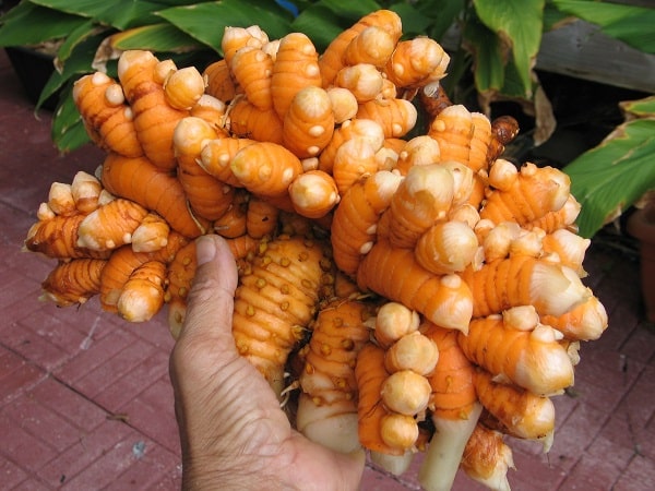 Cooking with Turmeric