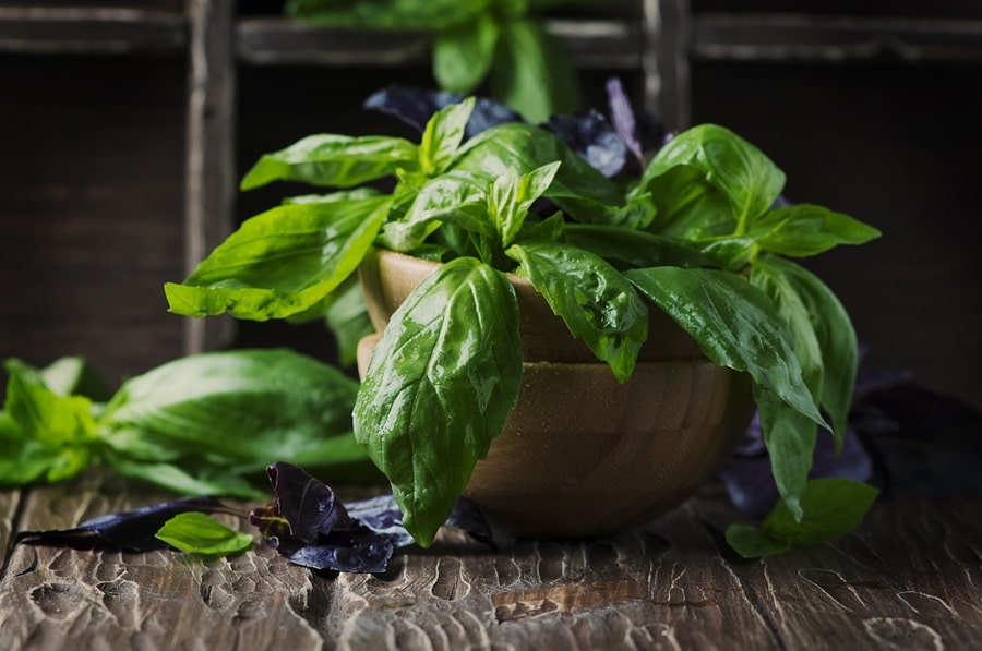 Benefits Of Basil