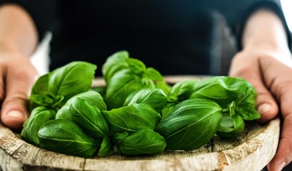 Benefits Of Basil