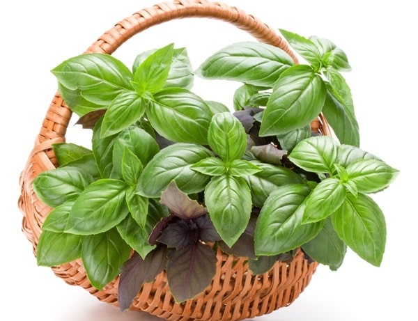 Benefits Of Basil