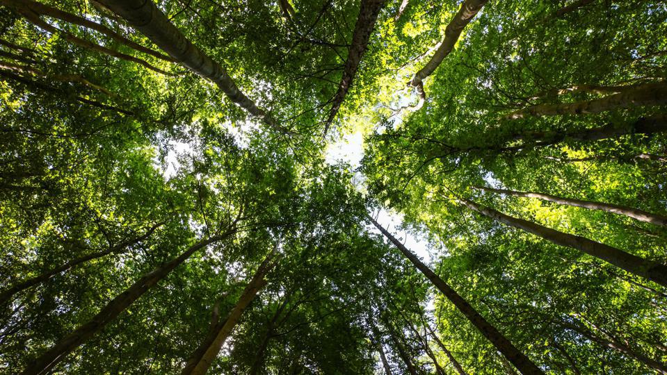 Ecotherapy: Healing Through Connection With The Earth