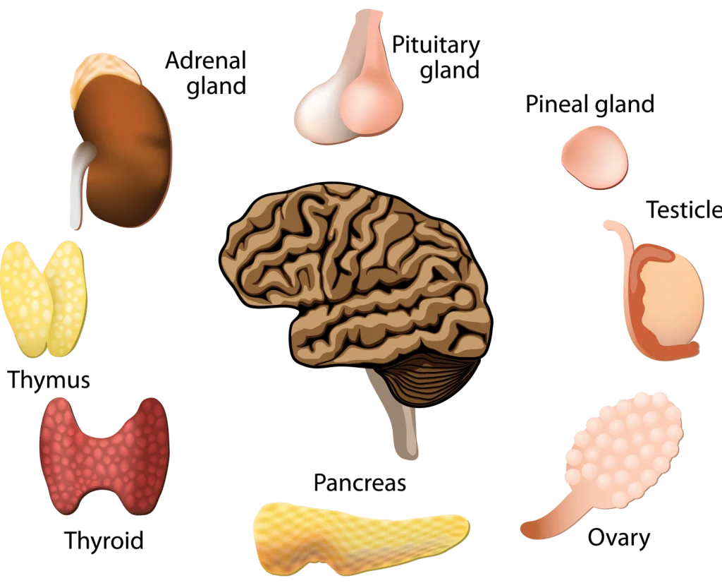 Why Does Your Body Need Zinc?