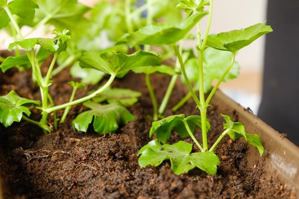 Grow Your Own Kitchen Garden