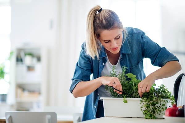 Grow Your Own Kitchen Garden